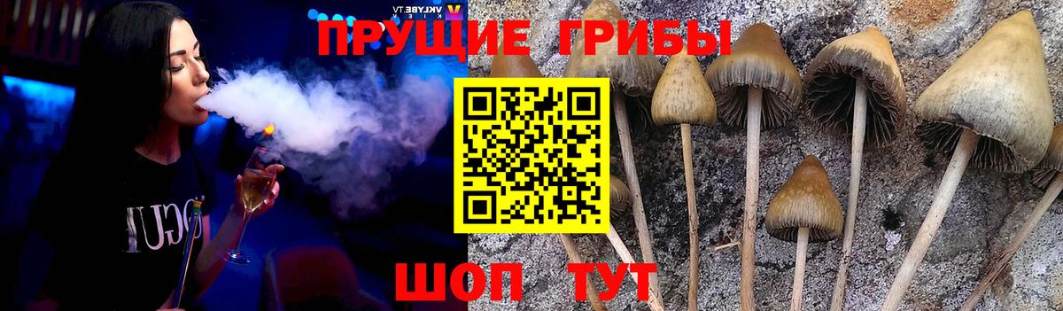 Галлюциногенные грибы Psilocybine cubensis Советский